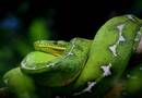 A világ legnagyobb kígyófajára bukkanhattak az Amazonas mélyén