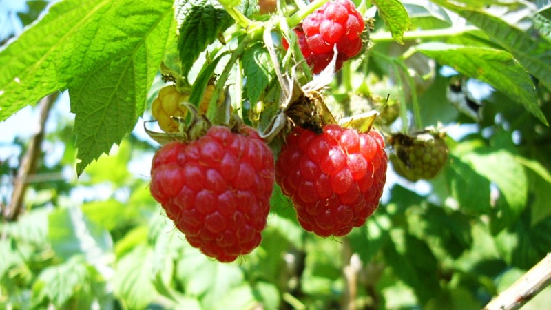 Bio vagy nem bio? Ez itt a kérdés! A MATE kutatója válaszol