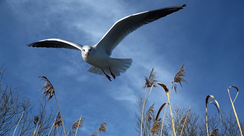 Toók László Flórián: Szállni szabadon