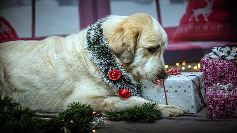 Gazdátlan kutyák örökbefogadására ösztönöz a Vigyél Haza Alapítvány fotókiállítása az Operában