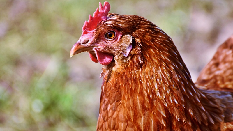 Miért van az, hogy a városiak lenézik a falusiakat?