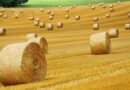 Hatalmas hír jött a magyar agráriumról, ilyen még nem volt Magyarországon!
