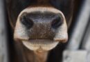 Szenzációs bejelentést tett az Agrárminisztérium: pénzeső hullik a magyar gazdákra