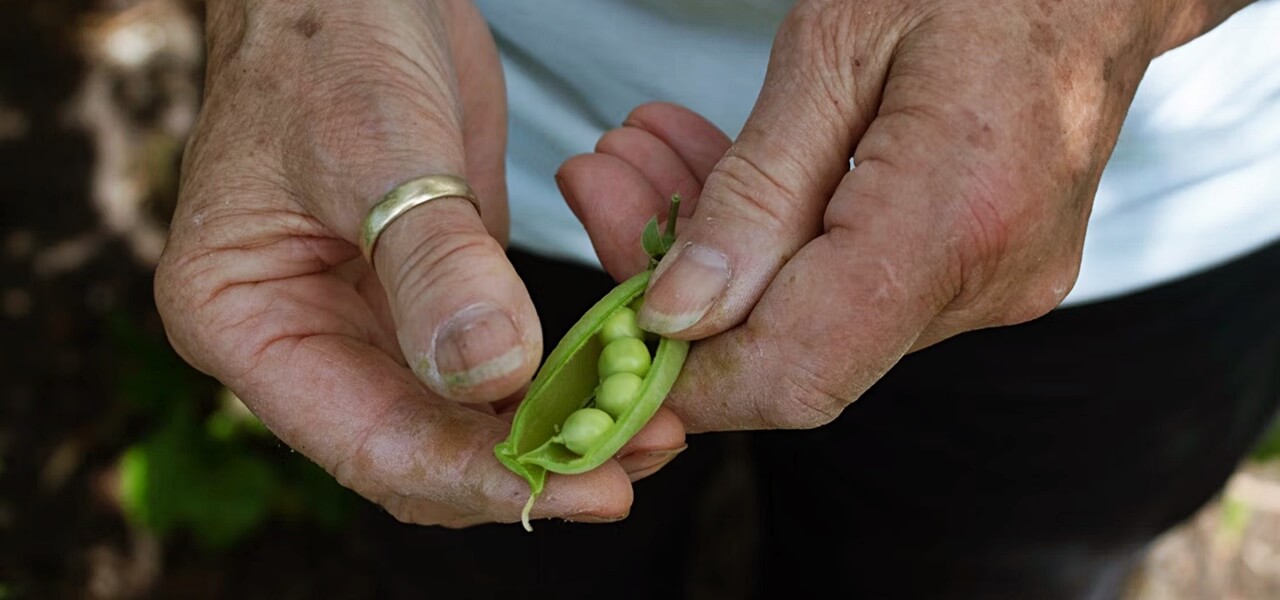 Nagymamám szerint: ha így csinálod a főzelékeket, tuti nem lesz csomós a rántás vagy a habarás