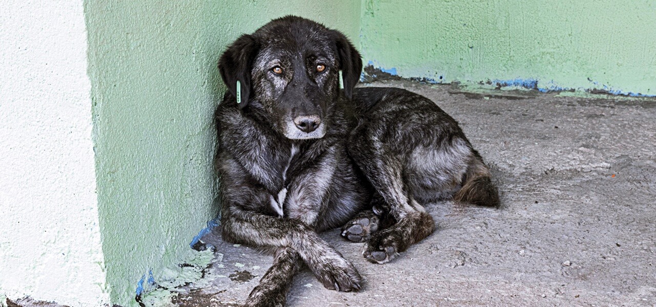 Két kutyáját láncon éheztette halálra a 20 éves férfi – az ügyészség börtönt kér