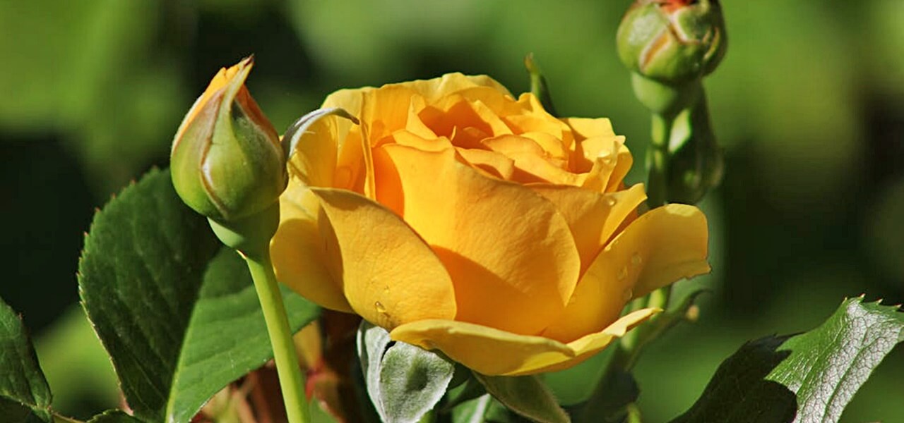 Így szaporíthatsz ősszel rózsát! Ez a kertészek nagy trükkje