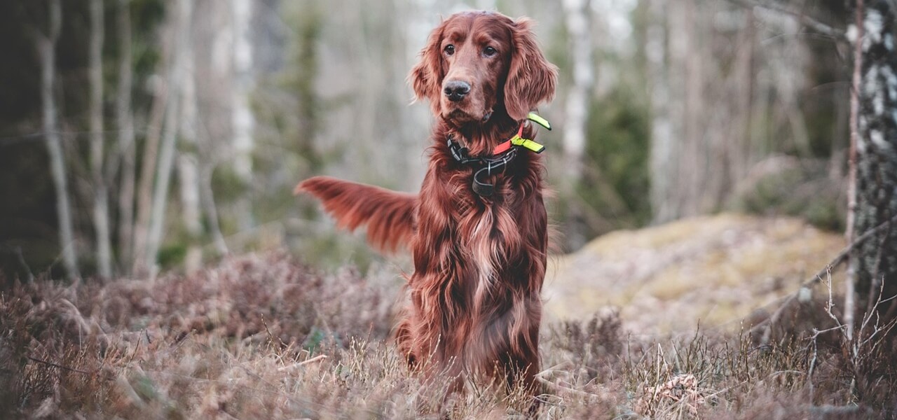 Itt az ősz: sok gazdi nem is sejti, milyen rémisztő veszély leselkedik a kutyákra az avar alatt
