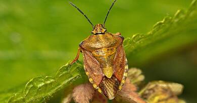 Az én házamban sosincs poloska! Így tartom őket távol minden ősszel 100 Forintból!