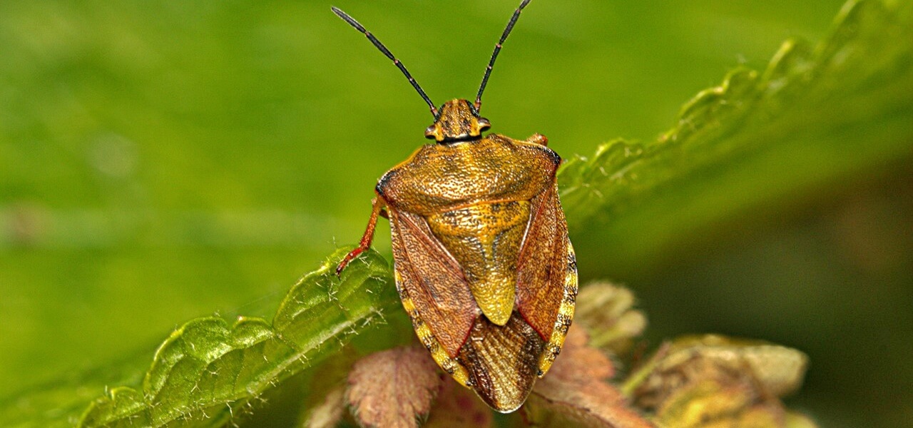 Az én házamban sosincs poloska! Így tartom őket távol minden ősszel 100 Forintból!