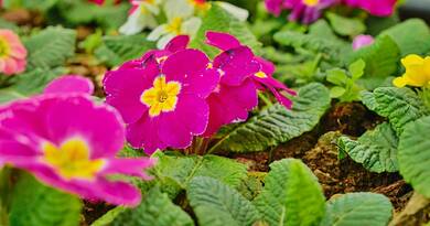 Így teleltesd a muskátlid, hogy tavasszal ismét virágba boruljon!