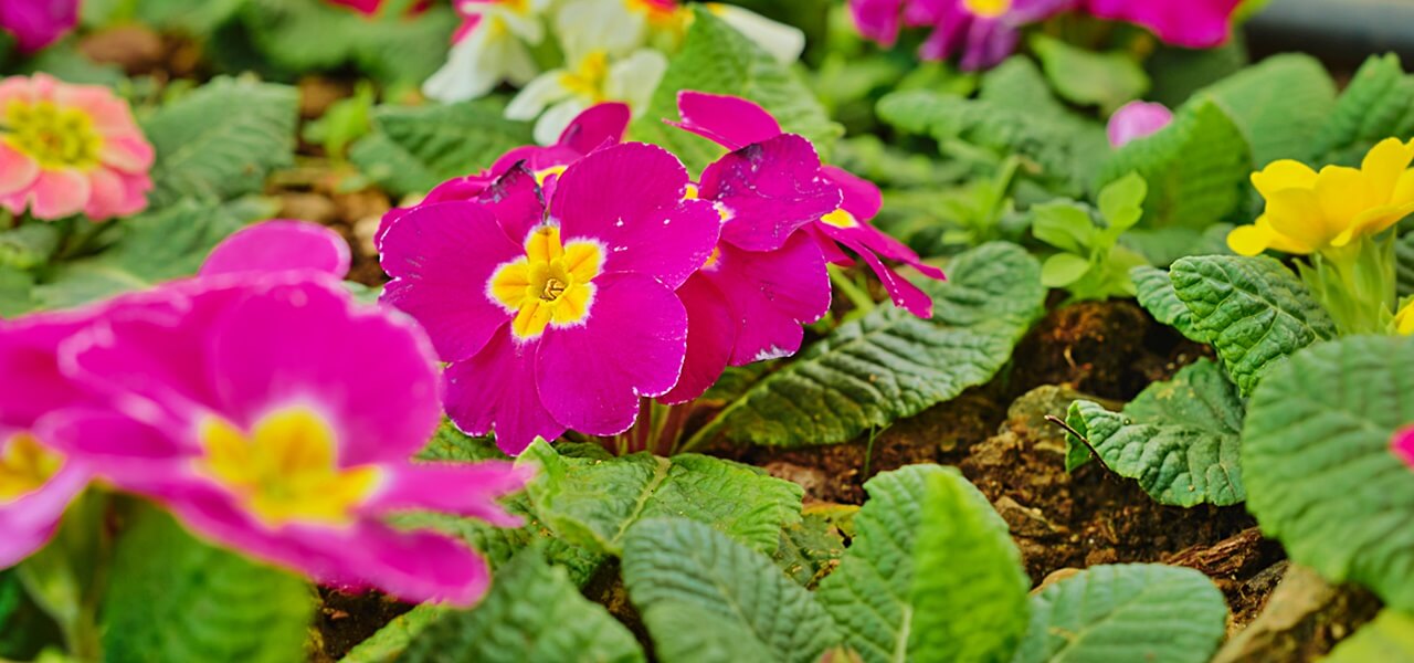 Így teleltesd a muskátlid, hogy tavasszal ismét virágba boruljon!