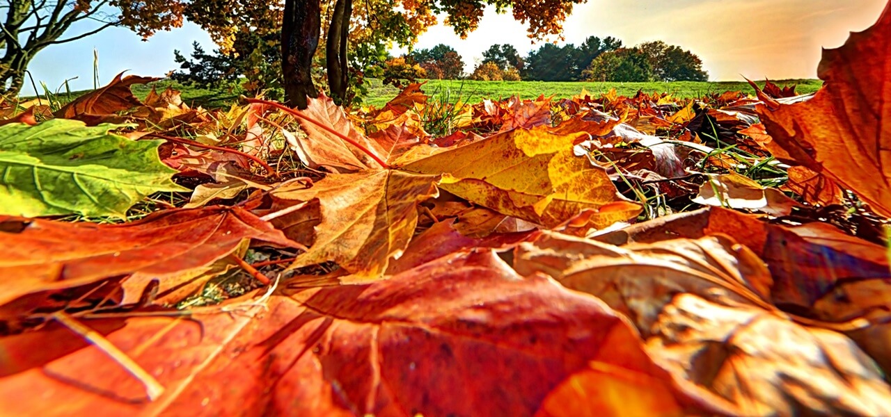 Meglepő, miért szeretjük ennyire az őszt – a kutatók szerint nem véletlen