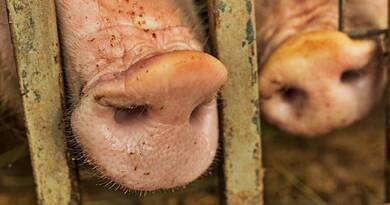 Súlyos járványveszély! Megjelent a halálos sertéspestis