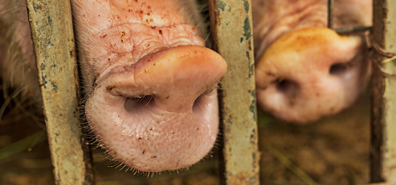 Súlyos járványveszély! Megjelent a halálos sertéspestis