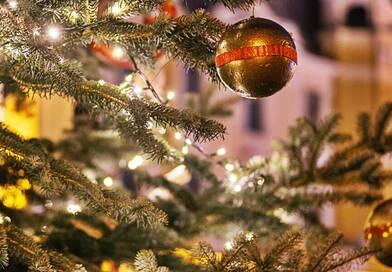 Elárulták: ez a fa lesz Magyarország karácsonyfája 2025-ben