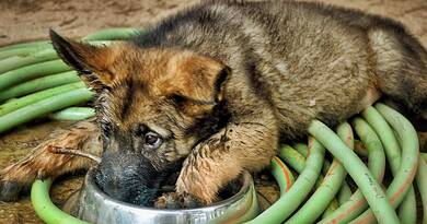 Egy megtört kis szív újra dobogni kezdett: így talált otthonra az ázott kiskutya