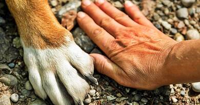 A kutya, aki megmentette gazdája életét: megható történet az ember és állat közötti valódi kötelékről