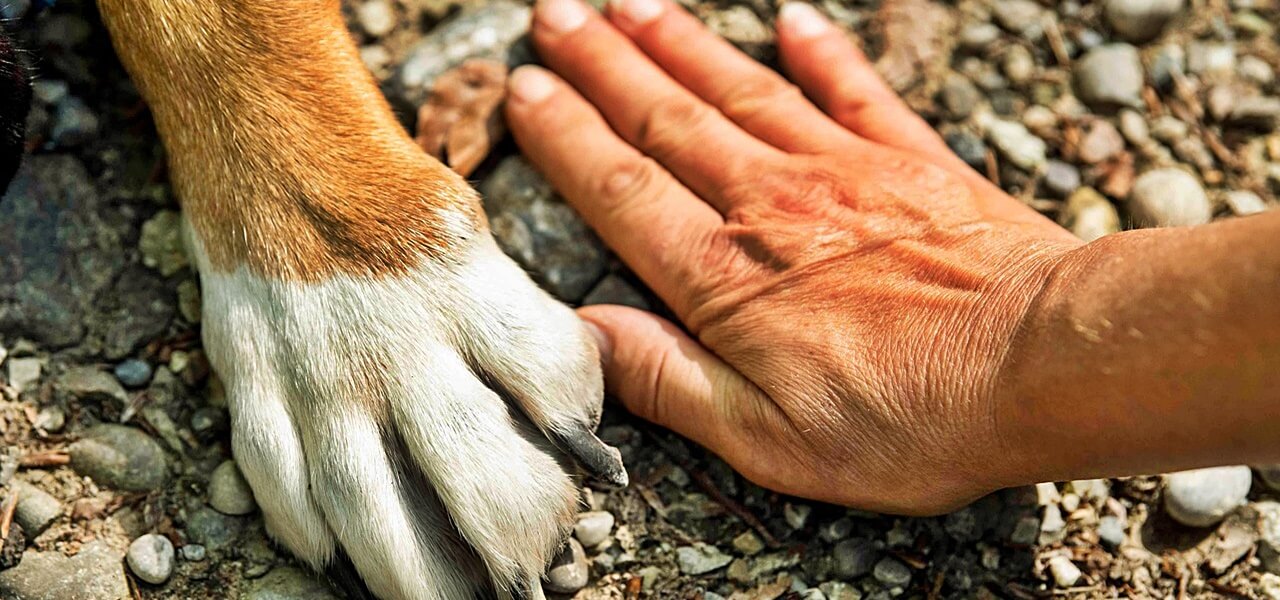 A kutya, aki megmentette gazdája életét: megható történet az ember és állat közötti valódi kötelékről