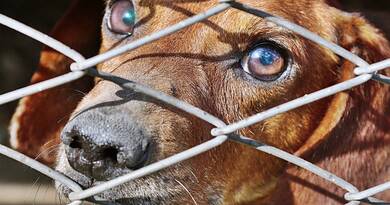 Elhagyott kutyák százai várják az új életet: az állatmenhelyek megteltek, segítségre van szükség