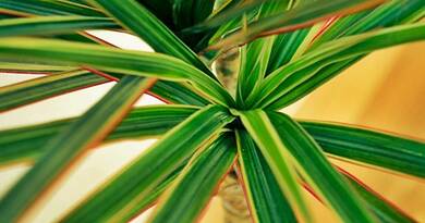 7 szobanövény, ami természetesen tisztítja a levegőt otthonodban