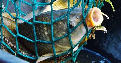 Sokkoló igazság a karácsonyi pontyról: erre senki sem számít az ünnepi készülődés közben