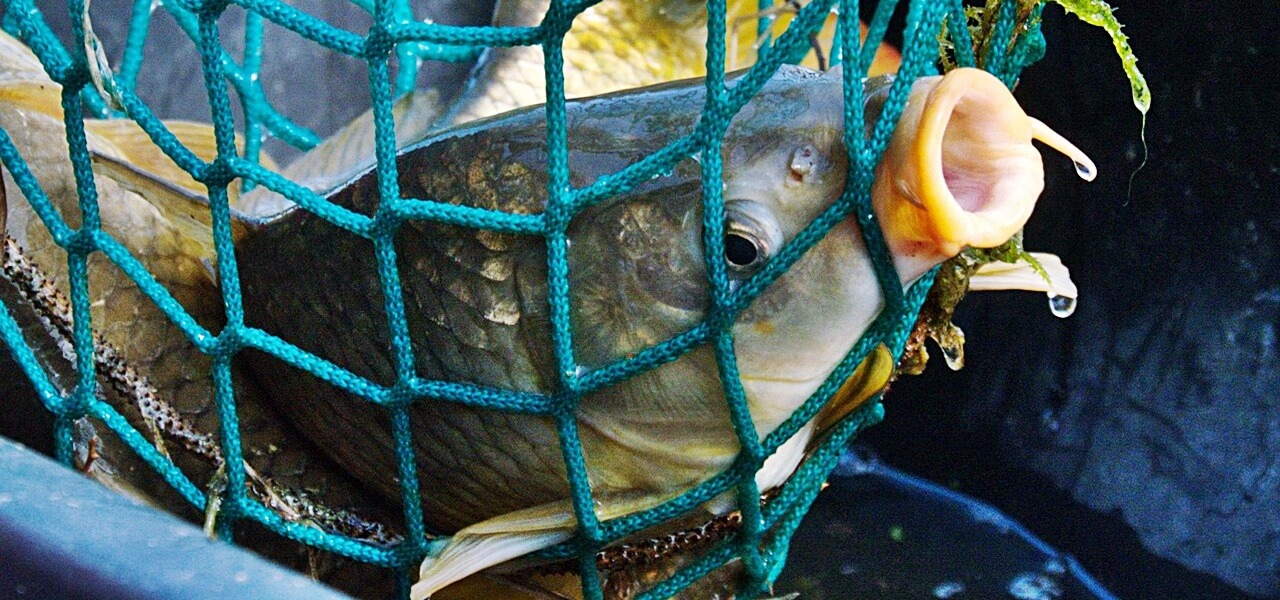 Sokkoló igazság a karácsonyi pontyról: erre senki sem számít az ünnepi készülődés közben