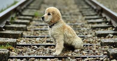 Megható pillanat a síneken: magára maradt kiskutyát találtak a vasúton