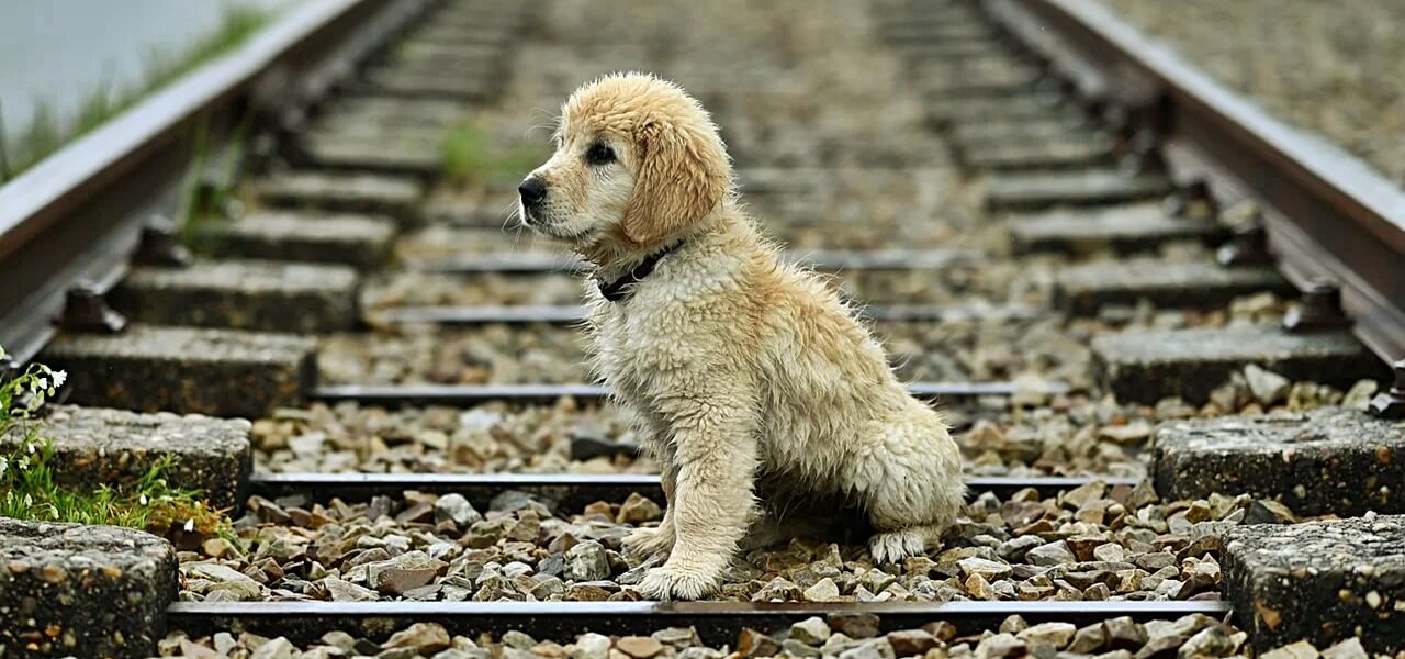Megható pillanat a síneken: magára maradt kiskutyát találtak a vasúton