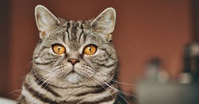 Ha így viselkedik a cicád, az otthonod titokban problémát jelezhet