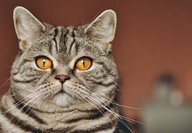 Ha így viselkedik a cicád, az otthonod titokban problémát jelezhet