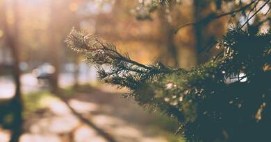 Vége a karácsonyi szürkeségnek: ragyogó napsütéssel és frissítő fagyokkal búcsúzik az ünnep