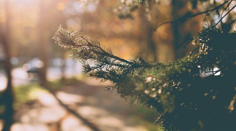 Vége a karácsonyi szürkeségnek: ragyogó napsütéssel és frissítő fagyokkal búcsúzik az ünnep