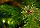 Így maradhat a karácsonyfád szép zöld akár február közepéig – a legtöbben ezt rontják el