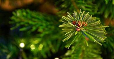 Így maradhat a karácsonyfád szép zöld akár február közepéig – a legtöbben ezt rontják el