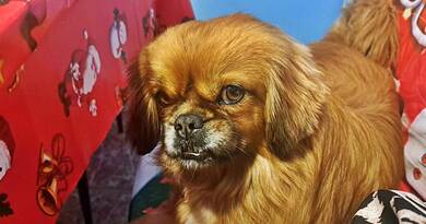 Ő is ott van a fa alatt – mégis sokan megfeledkeznek róla karácsonykor