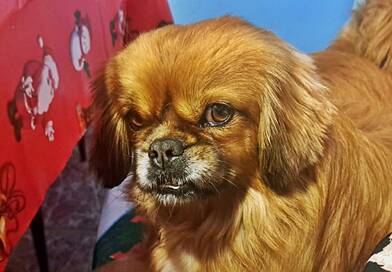 Ő is ott van a fa alatt – mégis sokan megfeledkeznek róla karácsonykor