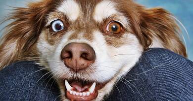 Miért nyalogatja a kutya az embert? A válasz több, mint egyszerű szeretet