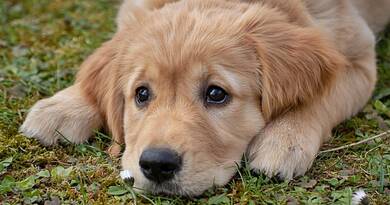 Miért retteg sok kutya a tűzijátéktól és hogyan segíthetsz nekik?