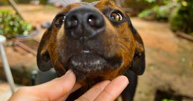 Így nyugtathatod meg a kutyádat szilveszterkor – ezek a módszerek tényleg segítenek