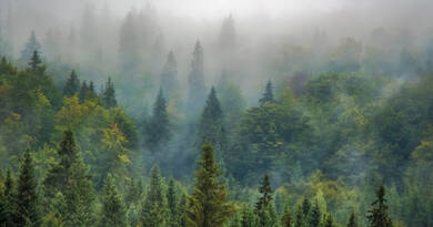 Magyarországnak egy megyényi területet kell védelem alá helyeznie 2030-ig. Tudja meg, hogyan segíthet a kutatóknak egyetlen fotóval az iNaturalist és az Élő Magyarország programban!