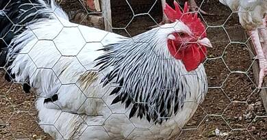 Nébih riasztás: Madárinfluenza Orosházán és Békésszentandráson