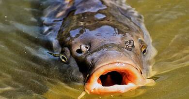 Biztonságos a Sajó hala: A Nébih lezárta az arzénvizsgálatot