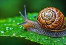 Csigák elleni védekezés: A legegyszerűbb trükk a kertbe!