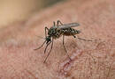 Sosem csípnek meg többé? Ez a 200 forintos patikai csodaszer a szúnyogok valódi ellensége
