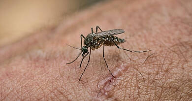 Sosem csípnek meg többé? Ez a 200 forintos patikai csodaszer a szúnyogok valódi ellensége