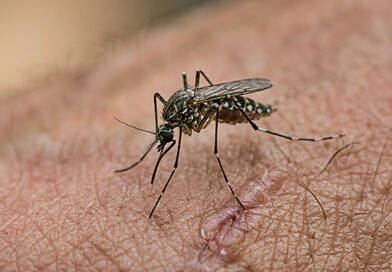 Sosem csípnek meg többé? Ez a 200 forintos patikai csodaszer a szúnyogok valódi ellensége