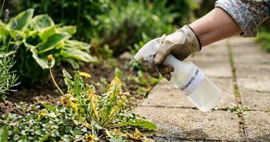 Csak 2 összetevő a konyhából: Lefújtam vele a kertet, és másnapra az összes gaz eltűnt