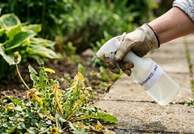 Csak 2 összetevő a konyhából: Lefújtam vele a kertet, és másnapra az összes gaz eltűnt