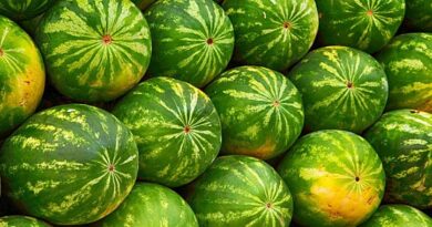 Így válaszd ki a tökéletes görögdinnyét - ezekre figyelj vásárláskor
