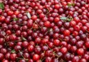 5 meggyes sütemény recept, ami pillanatok alatt elkészül